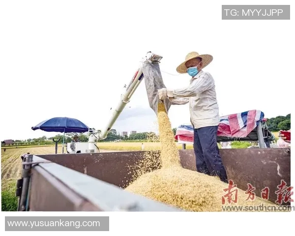 稻浪逐风！增城朱村第三届稻田健康跑生机开跑